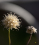 Seed Heads 5394